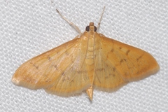 Patania balteata