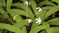 Crinum americanum