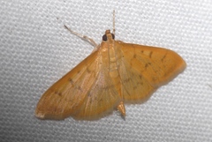 Patania balteata