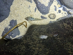 Oligocottus maculosus