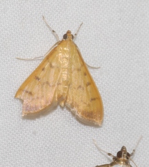 Patania balteata