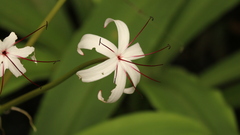 Crinum americanum