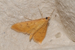 Patania balteata