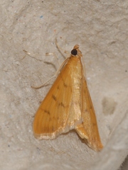 Patania balteata
