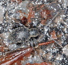 Otiorhynchus multipunctatus