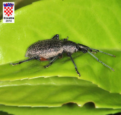 Otiorhynchus cardiniger