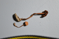 Laccaria trichodermophora