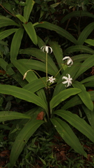 Crinum americanum