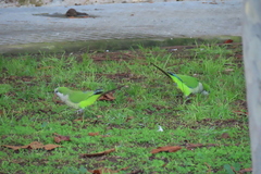 Myiopsitta monachus