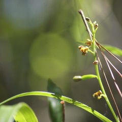 Prosthechea ochracea