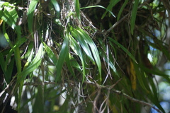 Prosthechea ochracea