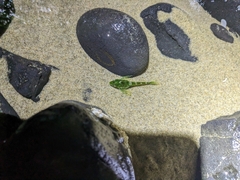 Oligocottus maculosus