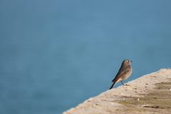 Phoenicurus ochruros