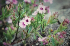 Prostanthera hindii
