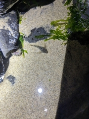 Oligocottus maculosus