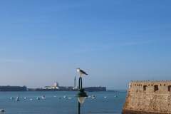 Larus michahellis michahellis