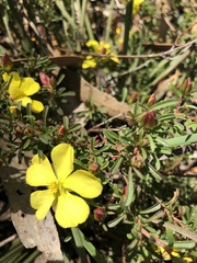 Hibbertia diffusa