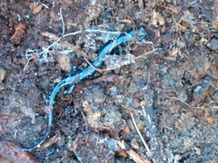 Plethodon mississippi