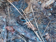 Plethodon mississippi