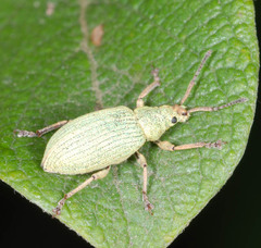 Phyllobius virideaeris