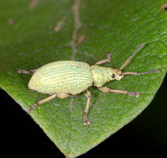 Phyllobius virideaeris