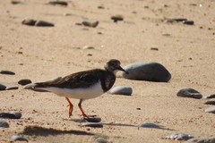 Arenaria interpres