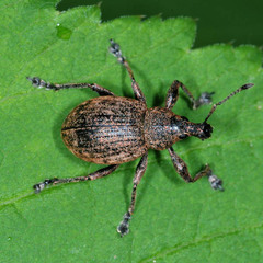 Liophloeus tessulatus