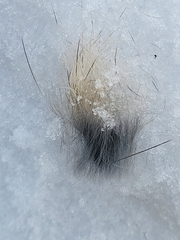 Sylvilagus floridanus