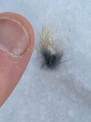 Sylvilagus floridanus