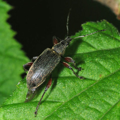 Phyllobius glaucus