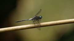 Cannaphila insularis