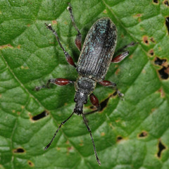 Phyllobius glaucus