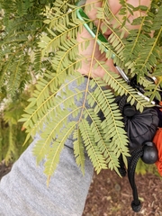 Jacaranda mimosifolia