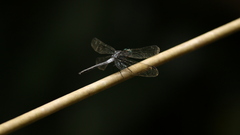 Cannaphila insularis