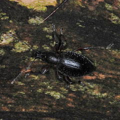 Otiorhynchus hungaricus
