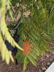 Jacaranda mimosifolia