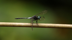 Cannaphila insularis