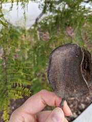 Jacaranda mimosifolia