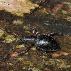 Otiorhynchus hungaricus