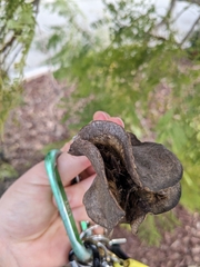 Jacaranda mimosifolia