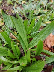 Plantago lanceolata