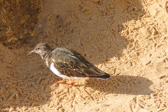 Arenaria interpres