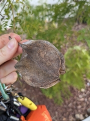 Jacaranda mimosifolia