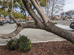 Jacaranda mimosifolia
