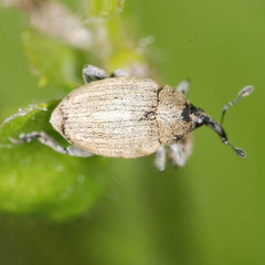 Sibinia pellucens