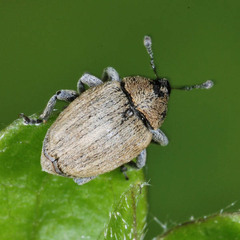 Sibinia pellucens