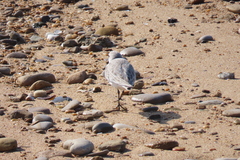 Calidris alba