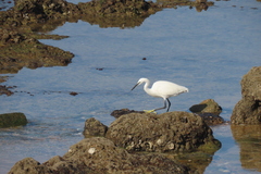 Egretta garzetta
