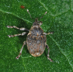 Ceutorhynchini