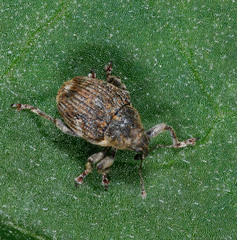 Ceutorhynchini